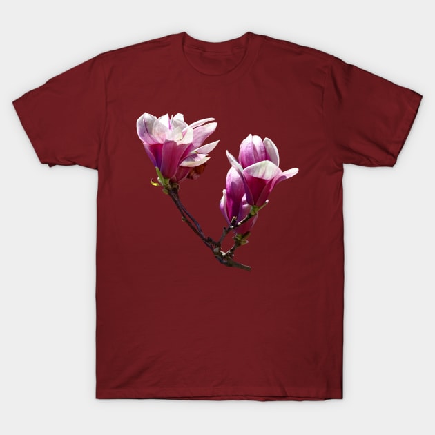 Magnolias - Delicate Magnolias T-Shirt by SusanSavad